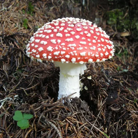 Haus Anton Schranz Appartement