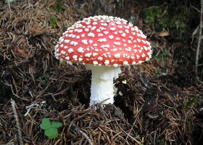 Haus Anton Schranz Apartman